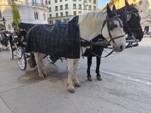 Carrozze Trainate da Cavalli Fiaker