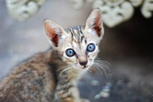 Come adottare un gatto