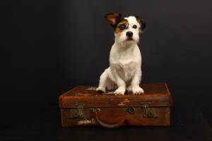 Come viaggiare con un animale domestico