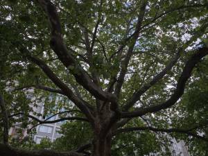 Alberi secolari