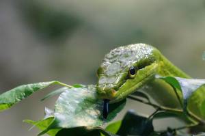 Animali esotici