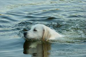 Dove fare il bagno con il cane
