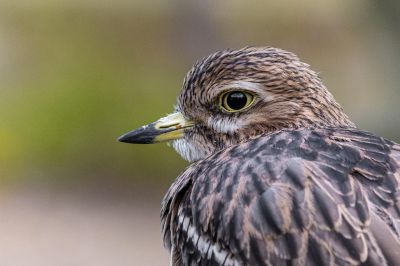 Luoghi per birdwatching
