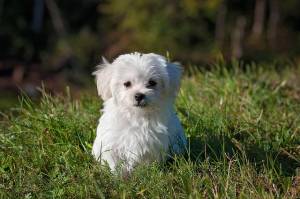 Tassa sui cani costi scadenze e come si paga