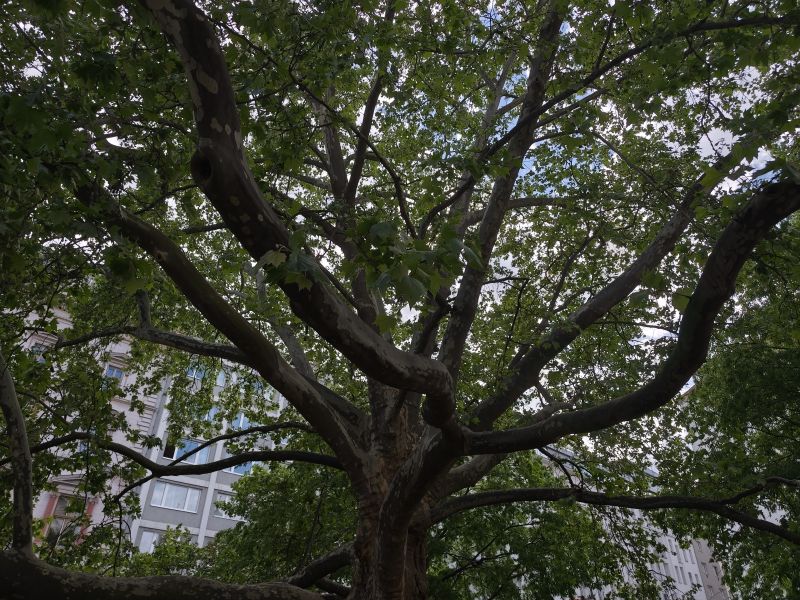 alberi-secolari