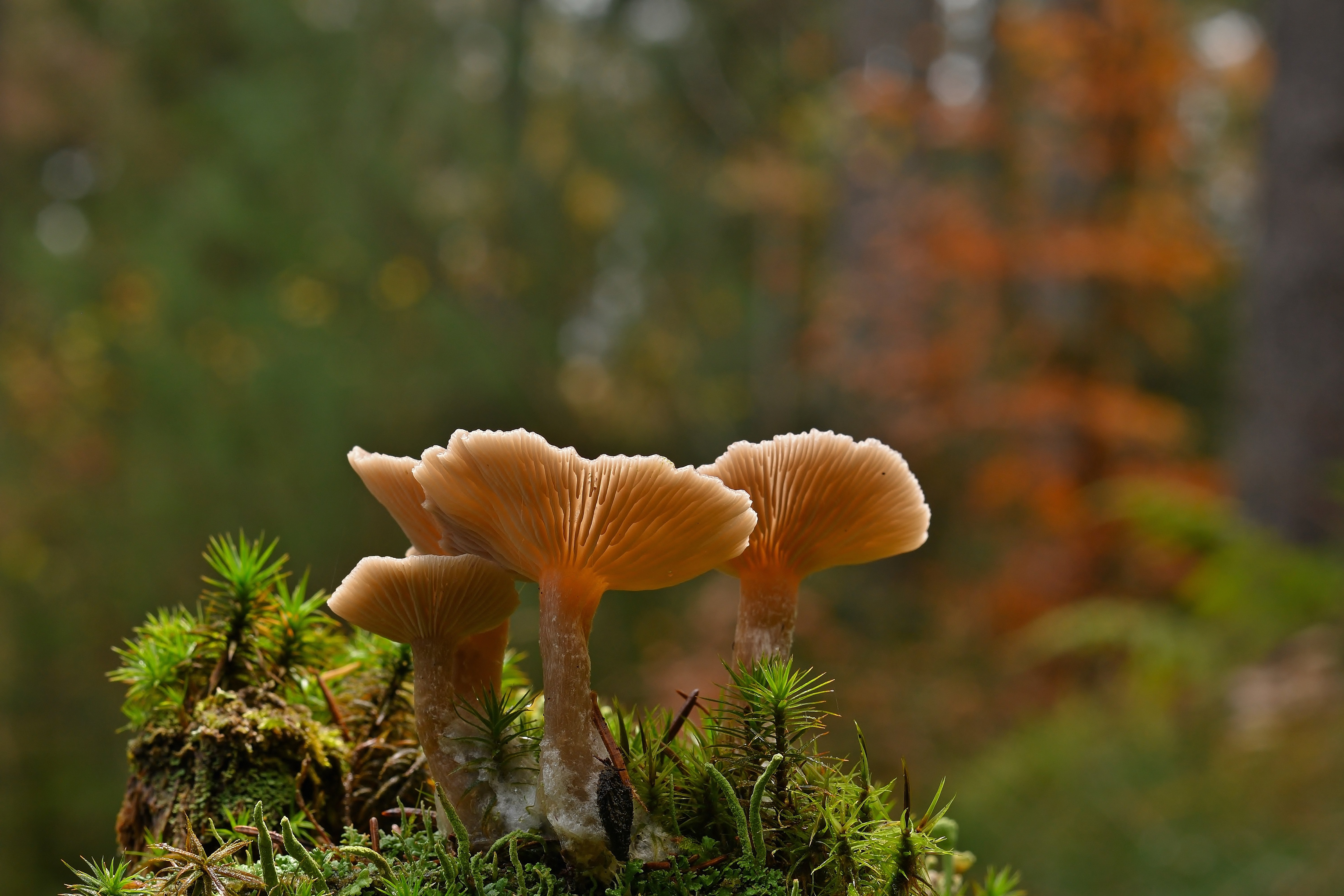 caccia-ai-funghi