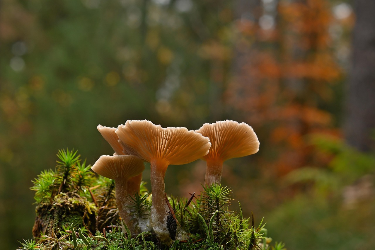 caccia_ai_funghi