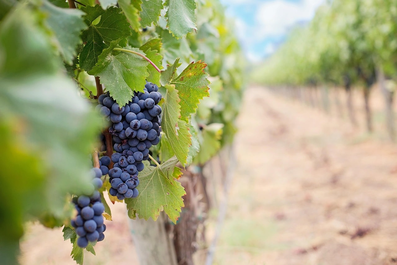 consigli_per_escursioni_tra_i_vigneti_viennesi