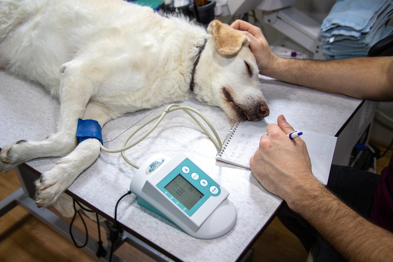 consigli_utili_per_la_scelta_di_un_veterinario