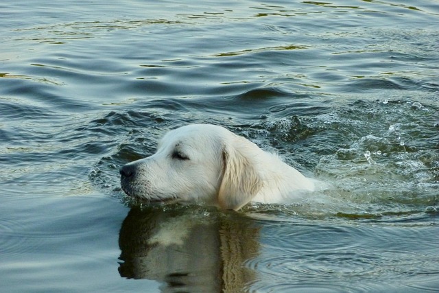 dove-fare-il-bagno-con-il-cane