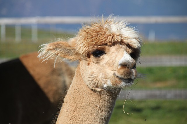 escursioni_con_lama_ed_alpaca