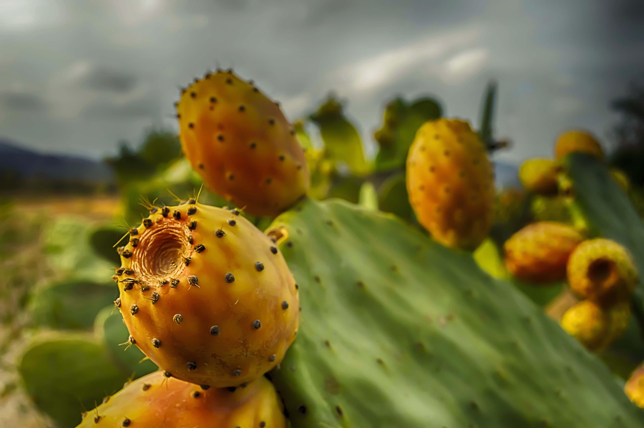 frutta_e_verdura_che_non_si_trova_in_austria