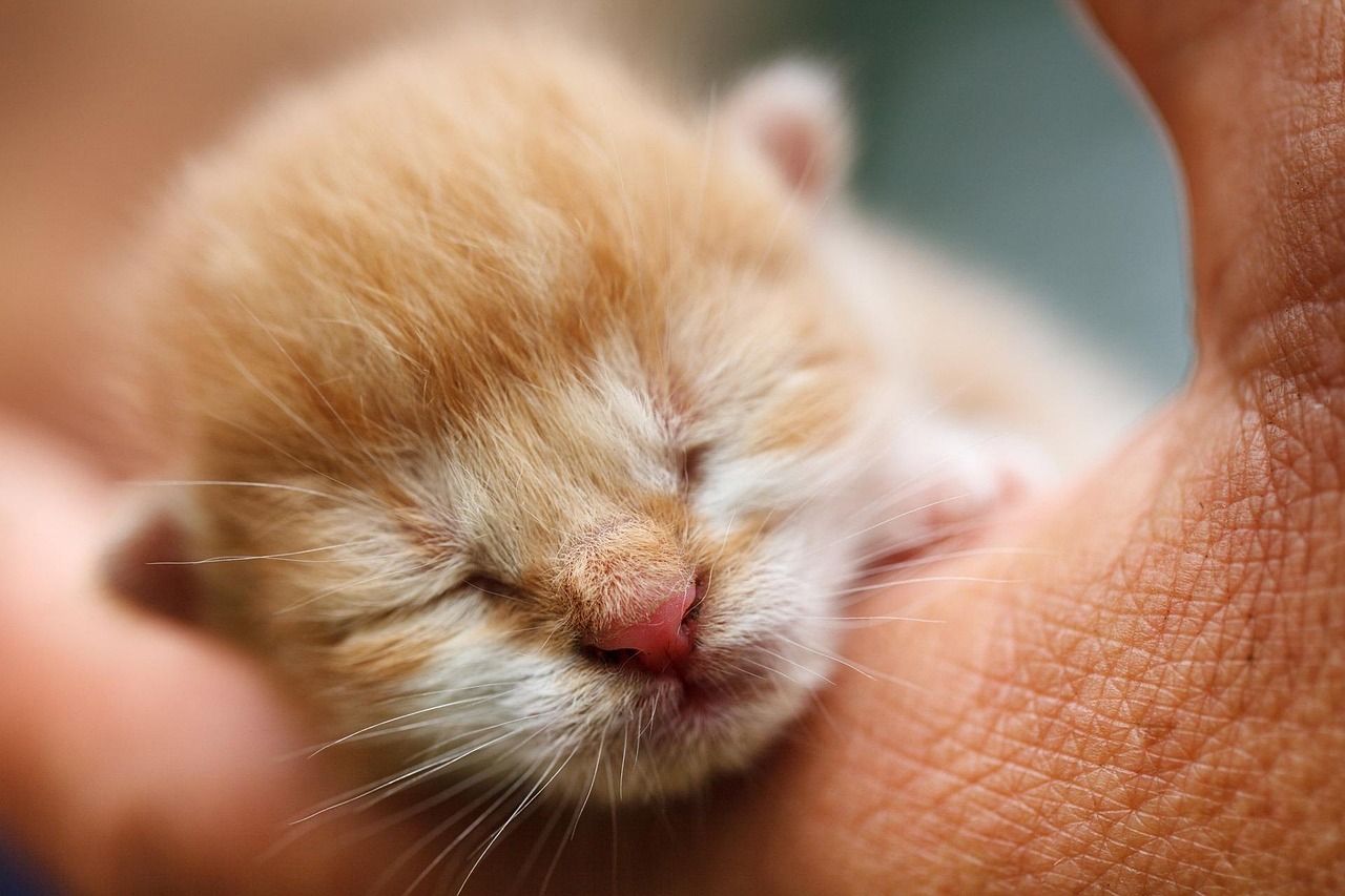 parto_animali_domestici