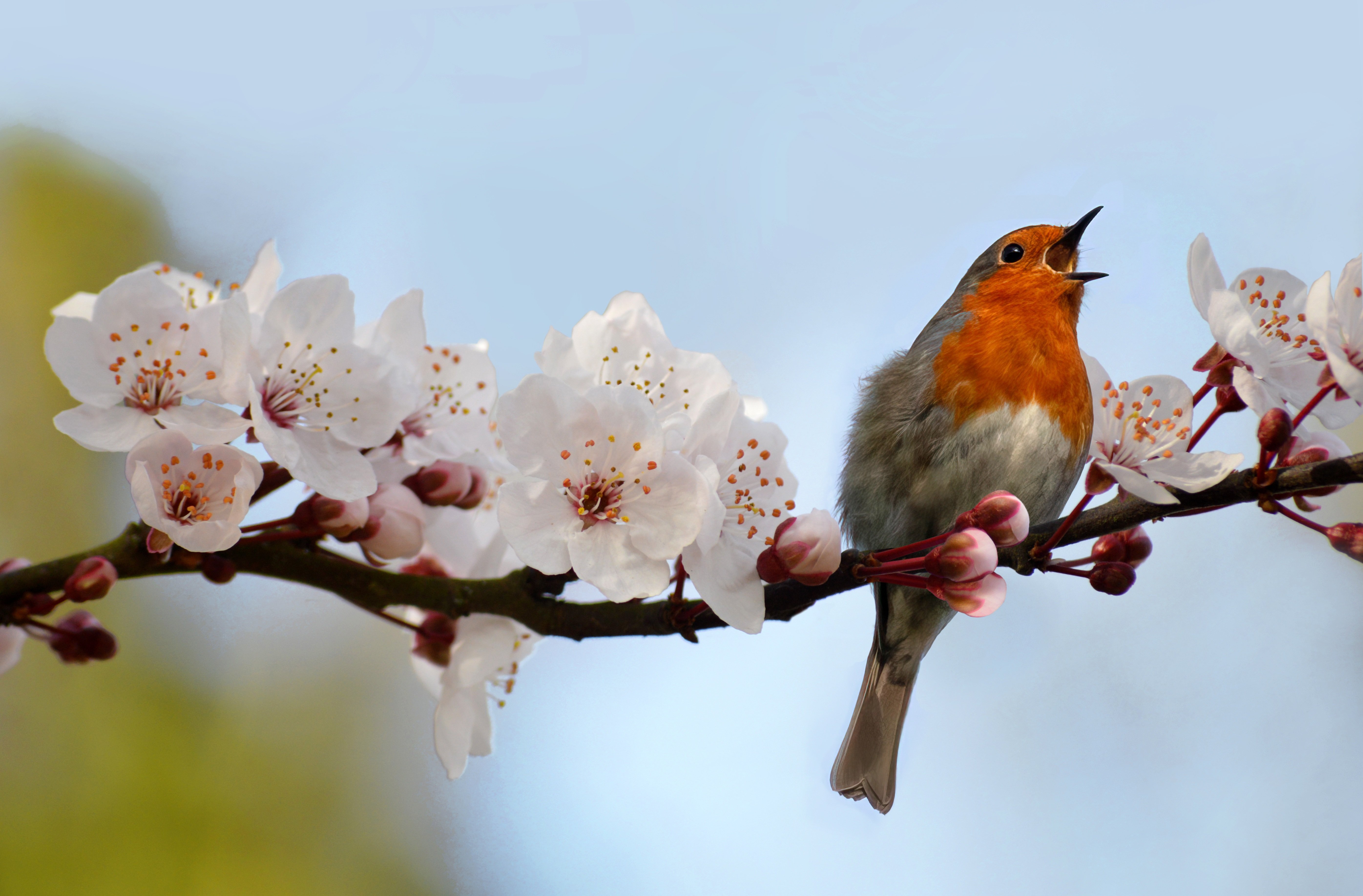 primavera-a-vienna-posti-dove-vedere-i-fiori
