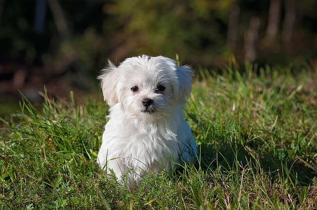 tassa-sui-cani-costi-scadenze-e-come-si-paga